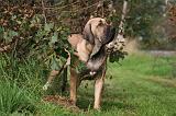 FILA BRASILEIRO 013